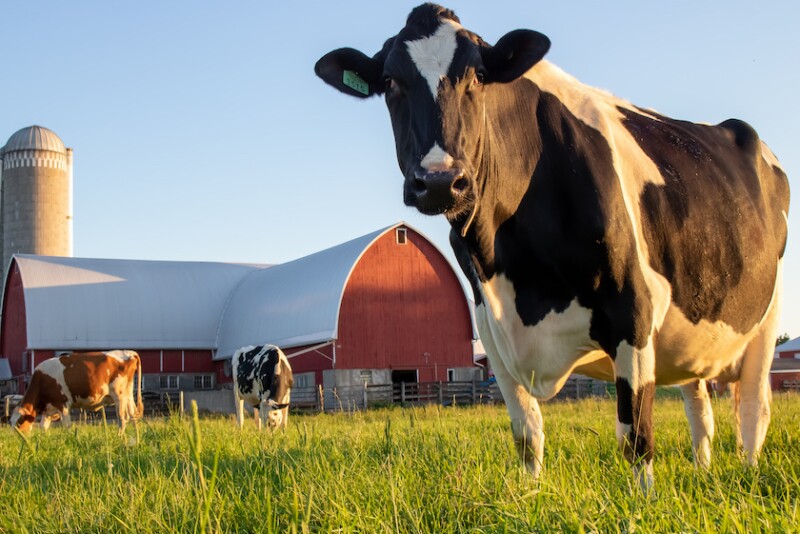 Holstein Cow