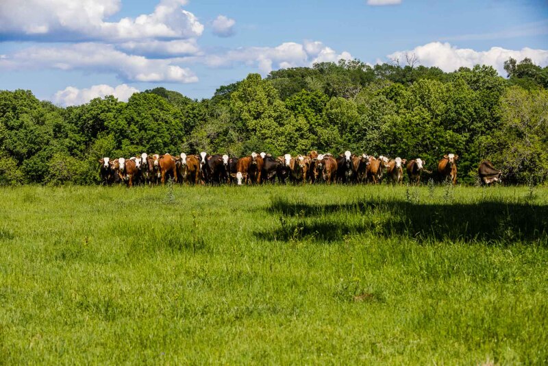 Seven D Ranch, Texas