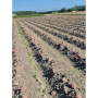 corey produce