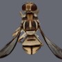 Tau fruit fly. Photo courtesy CDFA