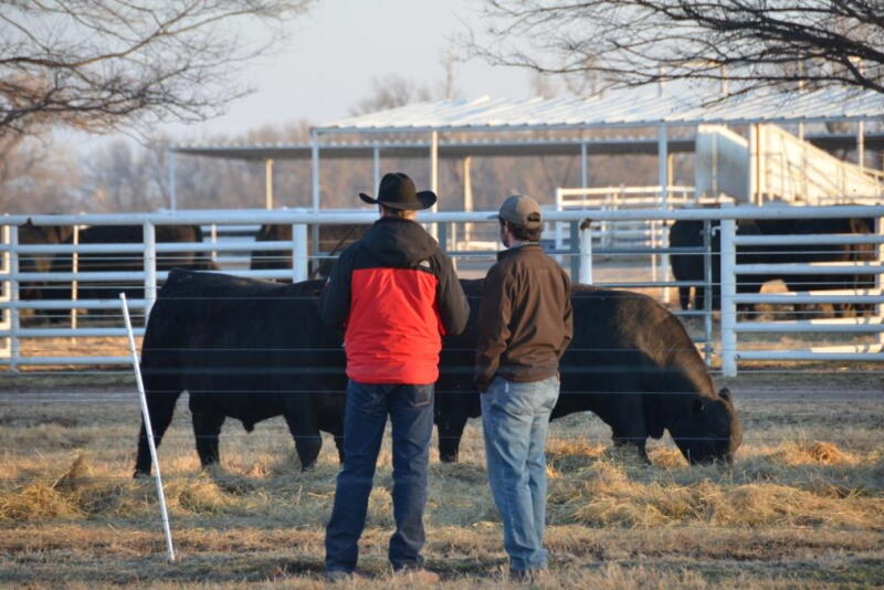 Have your shopping list ready before making a bull purchase. Focus on what your breeding or marketing goals will be for the calves sired by the bull.