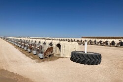 Jersey Calf Hutches_Calf-Tel
