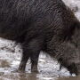 Wild Pig