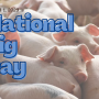 National Pig Day 2023