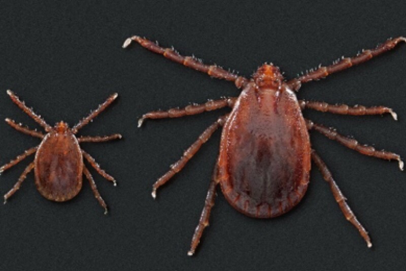 Asian Longhorned Tick - female