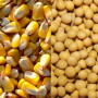 corn soybeans