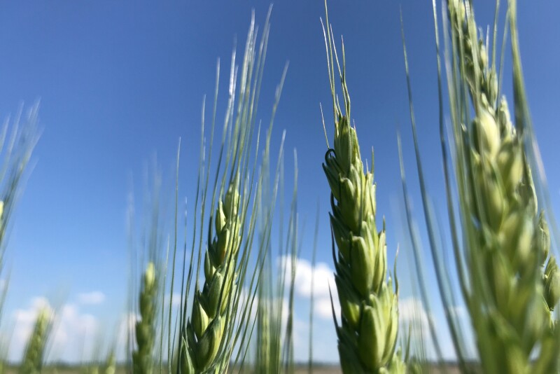 Glyphosate resistant wheat was found in Canada.