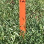 Santa-Rosa-Rye