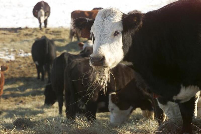 Winter hay feeding