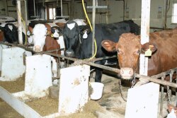 Crossbred cows at the University of Minnesota.