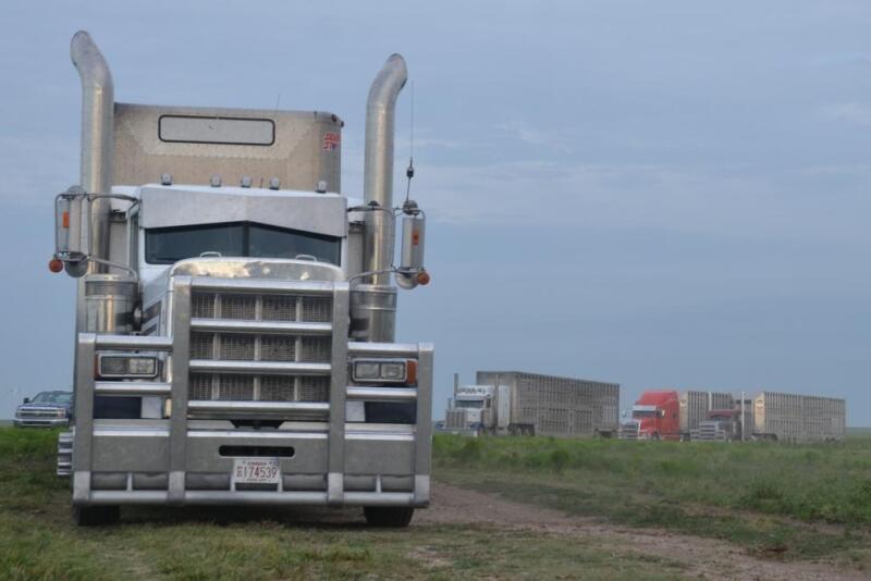 Livestock haulers preparing to load cattle.
