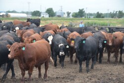 Cattle on feed