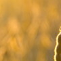 From a weakening basis to concerns about falling demand, soybean prices slipped on Friday, hitting a one-month low.