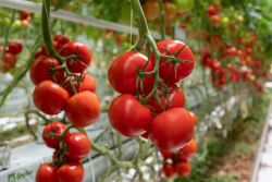 Climundo vine tomato