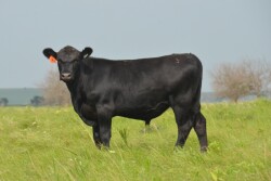 BT_Stocker_Steer
