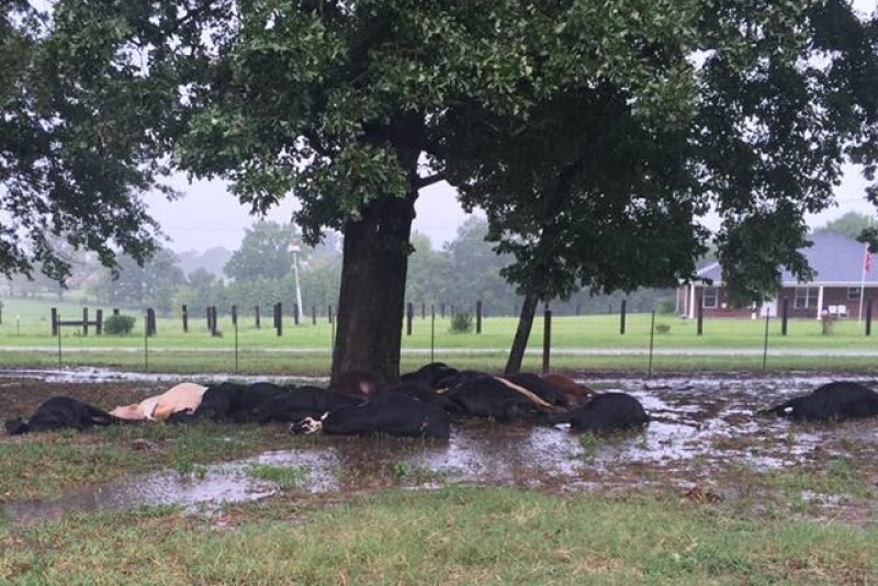 lightning_strike_cows_courtesy_Ashley_Anderson