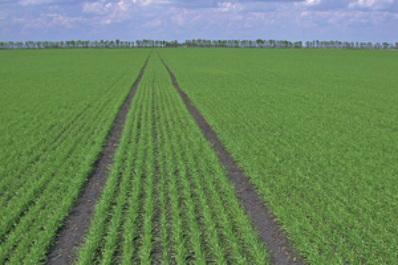 Fargo wheat with tramlines