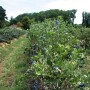 chilean blueberries