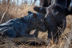 newborn Angus and mama cow