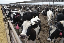BT_Holstein_Steers_Feedlot