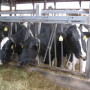 If you watch carefully, you can tell a lot about a cow by reading her face. Know the telltale facial expressions of cows in the early stages of pain and sickness.