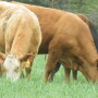 Animal rights activists, veganistas and eco-warriors have coalesced on the message that raising livestock and eating meat is unhealthy and unethical. Guess what? So’s the alternative.
