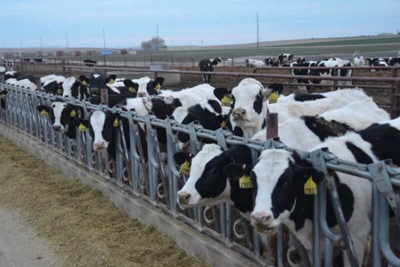 DT_Idaho_Dairy_Heifers_Open_Lot