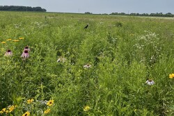Valent BioSciences LLC formally dedicated a new prairie park and solar field adjacent to its manufacturing facility in Osage, Iowa, on June 24. 