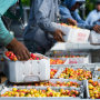 Before the COVID-19 pandemic, workers harvest cherries in a California orchard.