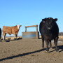 BT_Cattle_Feedlot