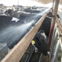 Cows_under_sprinklers