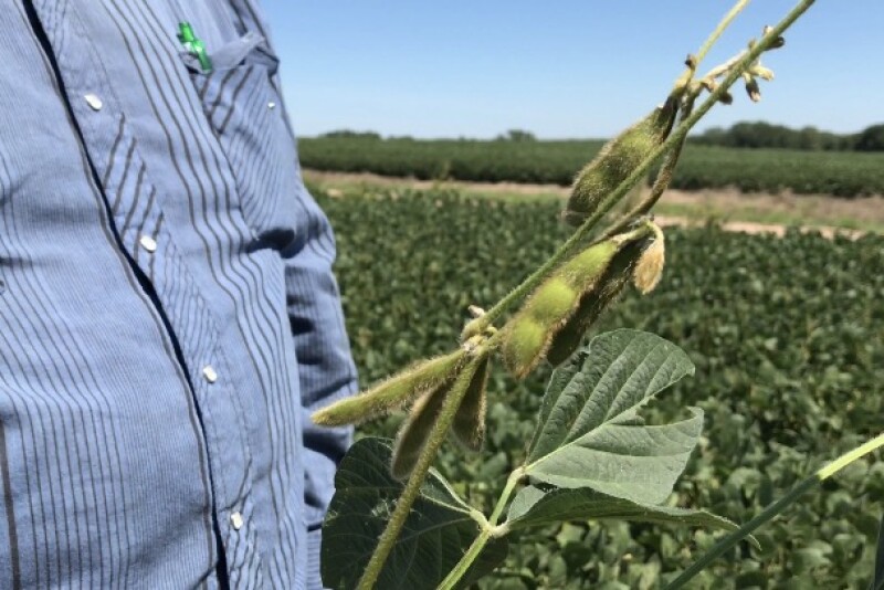 Nebraska Soybean Pods