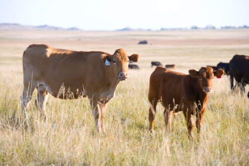 Cattle graze in North Dakota.