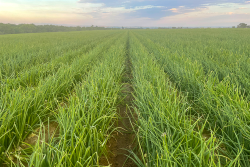 Owyhee Produce onion field
