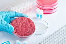meat in a petri dish