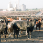 Texas Feedlot PC: TCFA