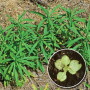 Marestail