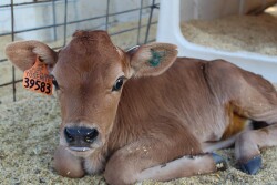 Jersey calf with ear tag