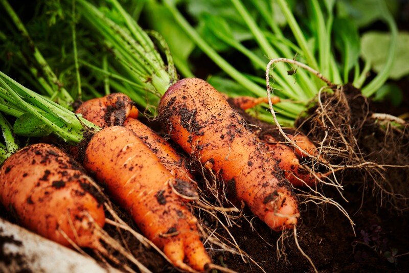 Carrots in ground