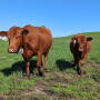 Cows are outfitted with special GPS-enabled collars, which emit signals to direct the cattle to desired locations at set times. 