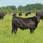 BT_Brangus_Calf