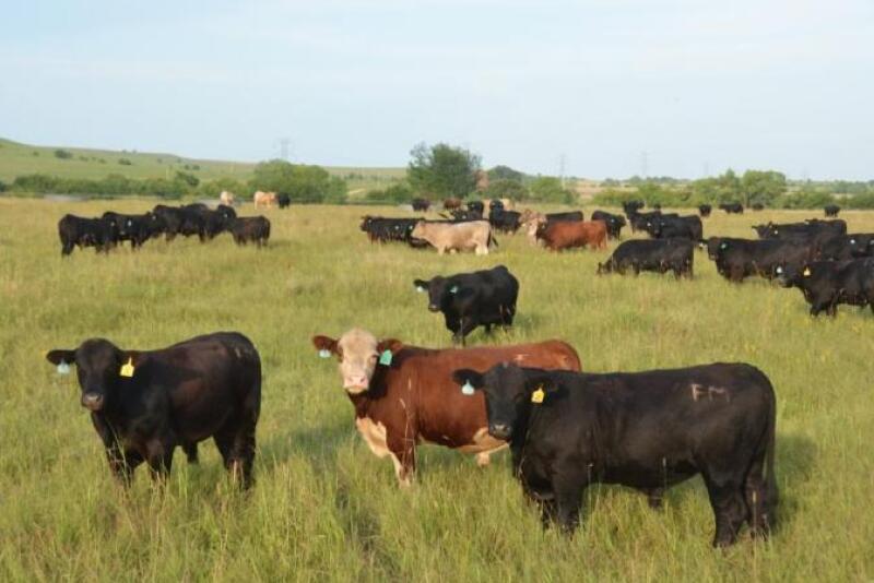 Cattle markets struggled throughout the week.