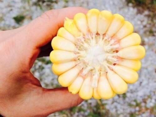 Crop Tour   Ohio Corn