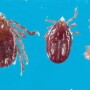 Cattle ranchers in Arkansas are on the lookout for the Longhorned tick, a hardy, invasive species of tick that survived a New Jersey winter and subsequently traversed the mid-Atlantic has mysteriously arrived in Arkansas. 