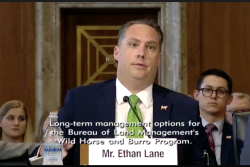 “Excessive populations deplete scarce food and water resources on the arid rangelands, leading to starvation and dehydration of the horses and burros,” Ethan Lane, NCBA and PLC, told members of the Senate’s Committee on Energy and Natural Resources Subcommittee on Public Lands, Forests, and Mining.