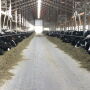 Blanchard Family Dairy milk 1,300 cows three times a day in Charlotte, Iowa..
