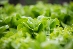 Lettuce in CEA, greenhouse
