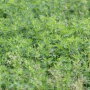 alfalfa