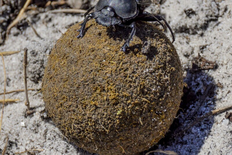 Dung_Beetle