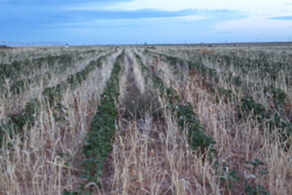 Dry Texas Cotton